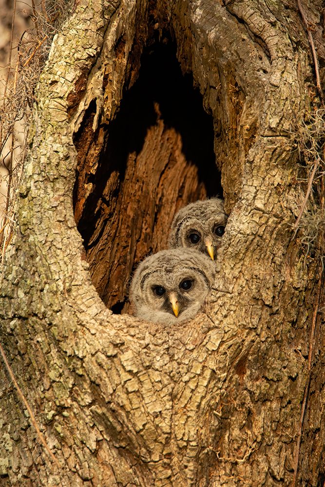 USA-Georgia-Savannah Barred owl with baby in nest of oak tree art print by Joanne Wells for $57.95 CAD