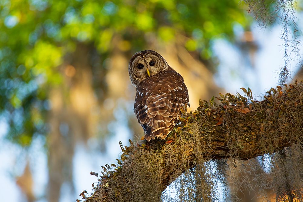 USA-Georgia-Savannah Barred owl sitting on the limb of oak tree art print by Joanne Wells for $57.95 CAD