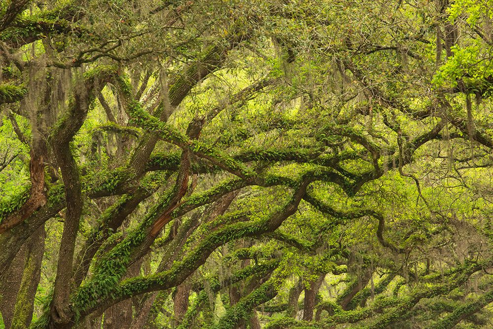 USA-Georgia-Savannah Oak limbs with resurrection ferns along drive at Wormsloe Plantation art print by Joanne Wells for $57.95 CAD