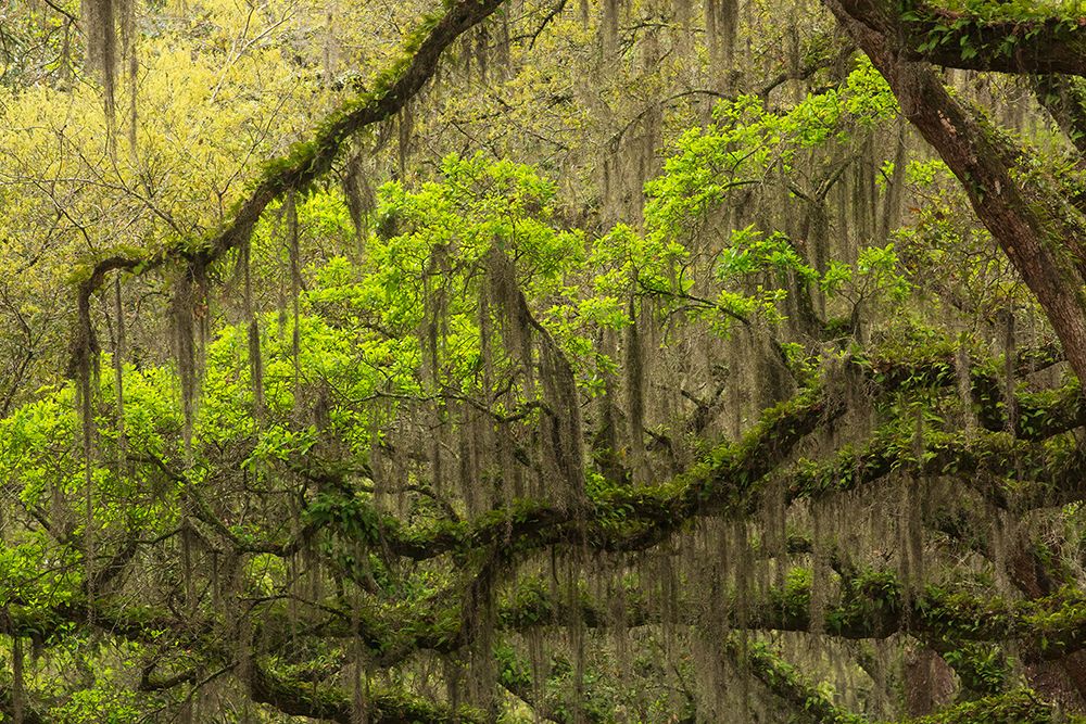 USA-Georgia-Savannah Oak limbs with resurrection ferns along drive at Wormsloe Plantation art print by Joanne Wells for $57.95 CAD