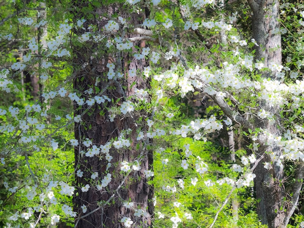 Georgia-Callaway gardens springtime art print by Sylvia Gulin for $57.95 CAD