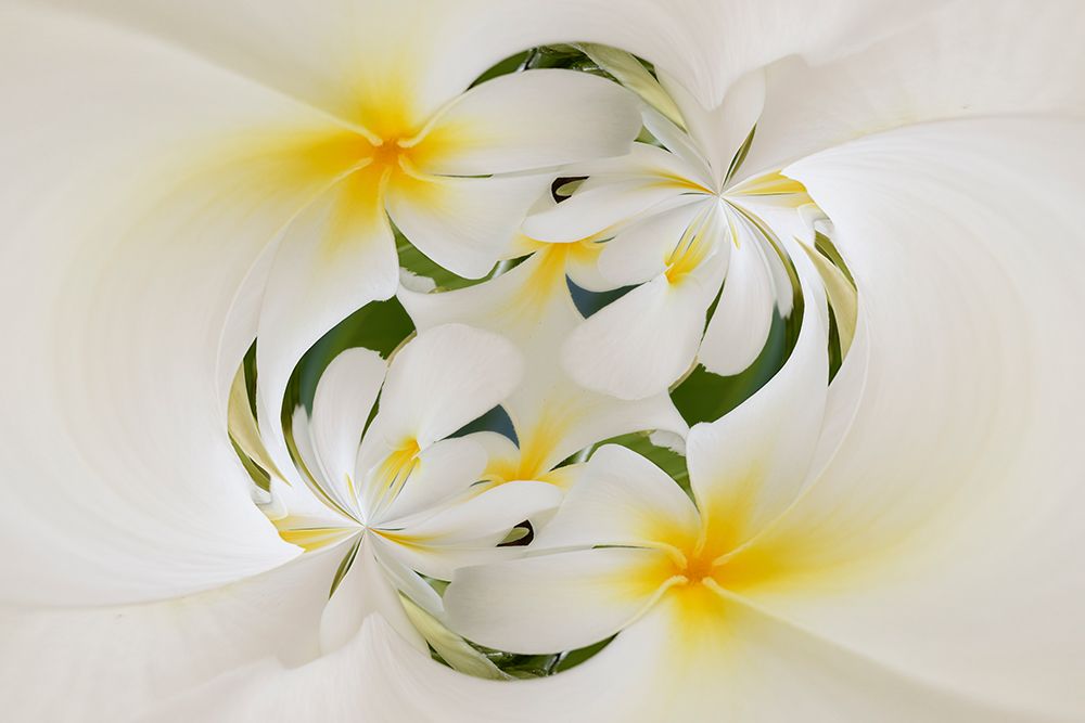 Plumerias a genus of flowering plants in the dogbane family-Maui-Hawaii art print by Adam Jones for $57.95 CAD