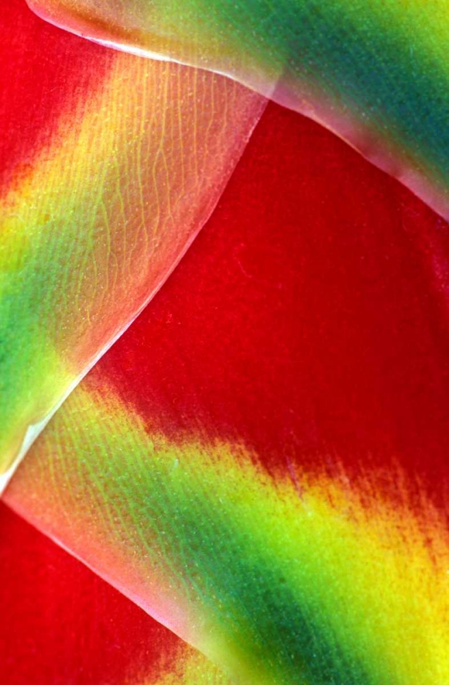 Hawaii, Maui Lobster claw or heliconia rostrata art print by Charles Needle for $57.95 CAD