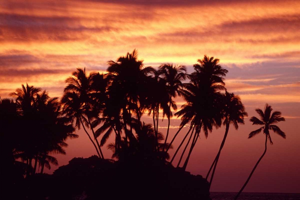 USA, Hawaii, Big Island Sunset over palm grove art print by Nancy, Steve Ross for $57.95 CAD