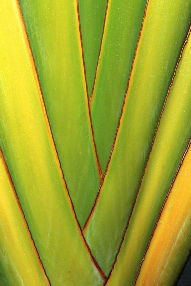 USA, Hawaii, Big Island Tropical plant abstract art print by Nancy, Steve Ross for $57.95 CAD