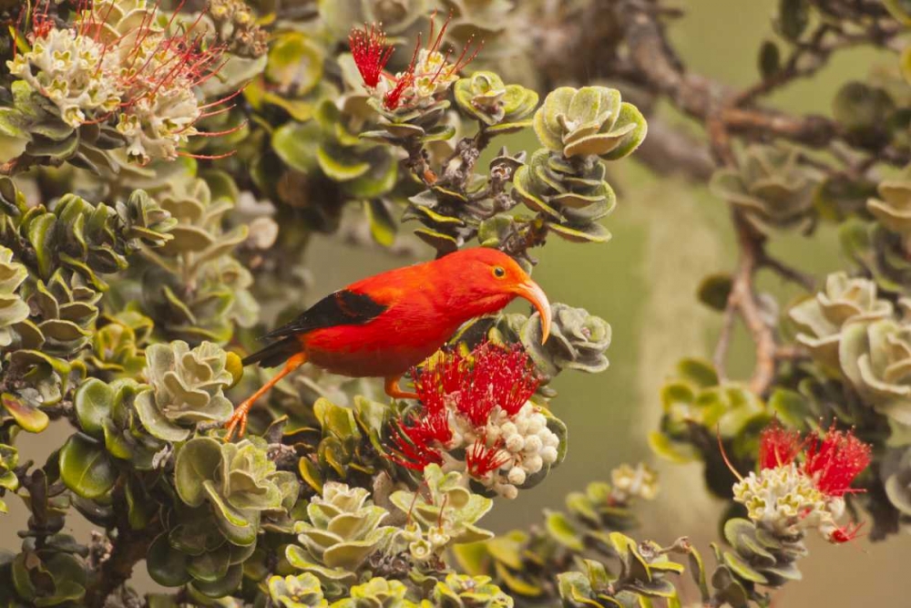 HI, Maui, Haleakala NP Iiwi bird on ohia bloom art print by Cathy and Gordon Illg for $57.95 CAD