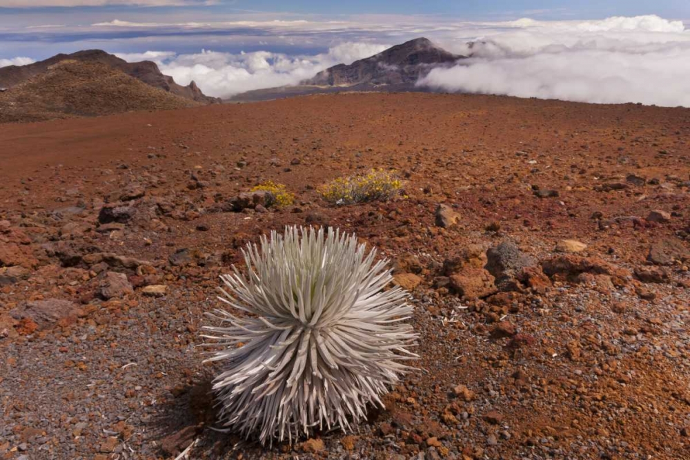 Hawaii, Maui, Haleakala NP Silversword plant art print by Cathy and Gordon Illg for $57.95 CAD