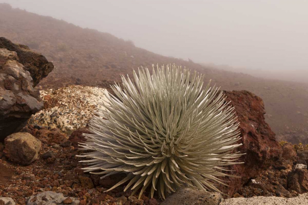 Hawaii, Maui, Haleakala NP Silversword plant art print by Cathy and Gordon Illg for $57.95 CAD