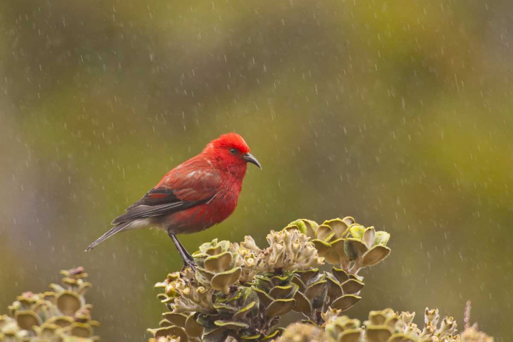 HI, Maui, Haleakala NP Apapane bird in rain art print by Cathy and Gordon Illg for $57.95 CAD