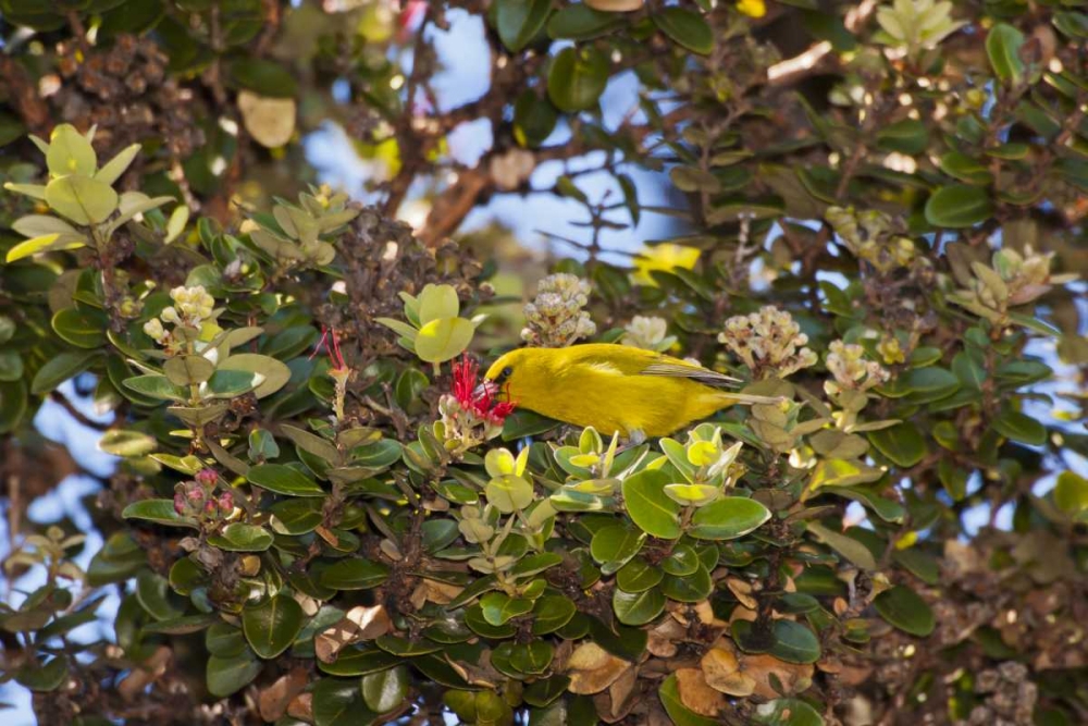 HI, Hakalau Forest Amakihi bird drinking nectar art print by Cathy and Gordon Illg for $57.95 CAD