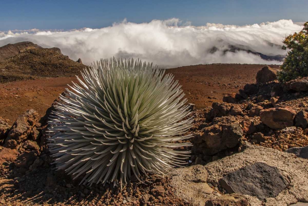 HI, Maui, Haleakala NP Silversword plant art print by Cathy and Gordon Illg for $57.95 CAD