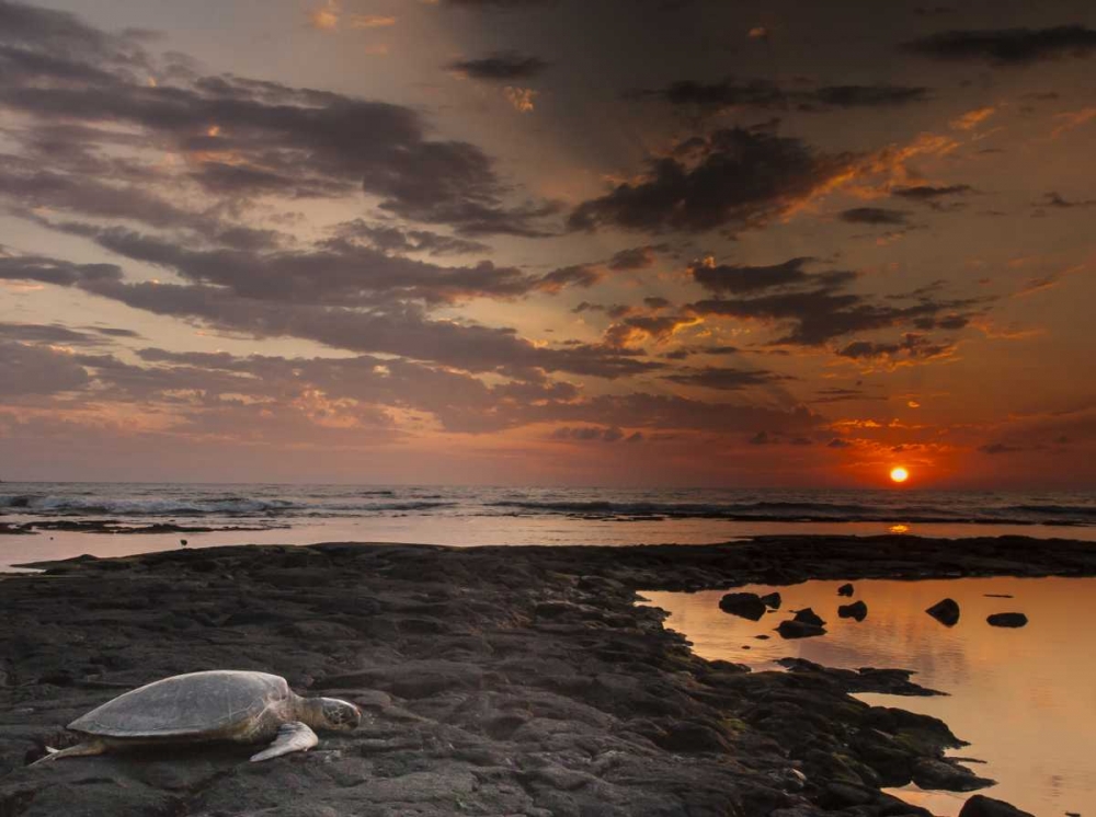 HI, Honokohau Bay Green sea turtle on beach art print by Cathy and Gordon Illg for $57.95 CAD