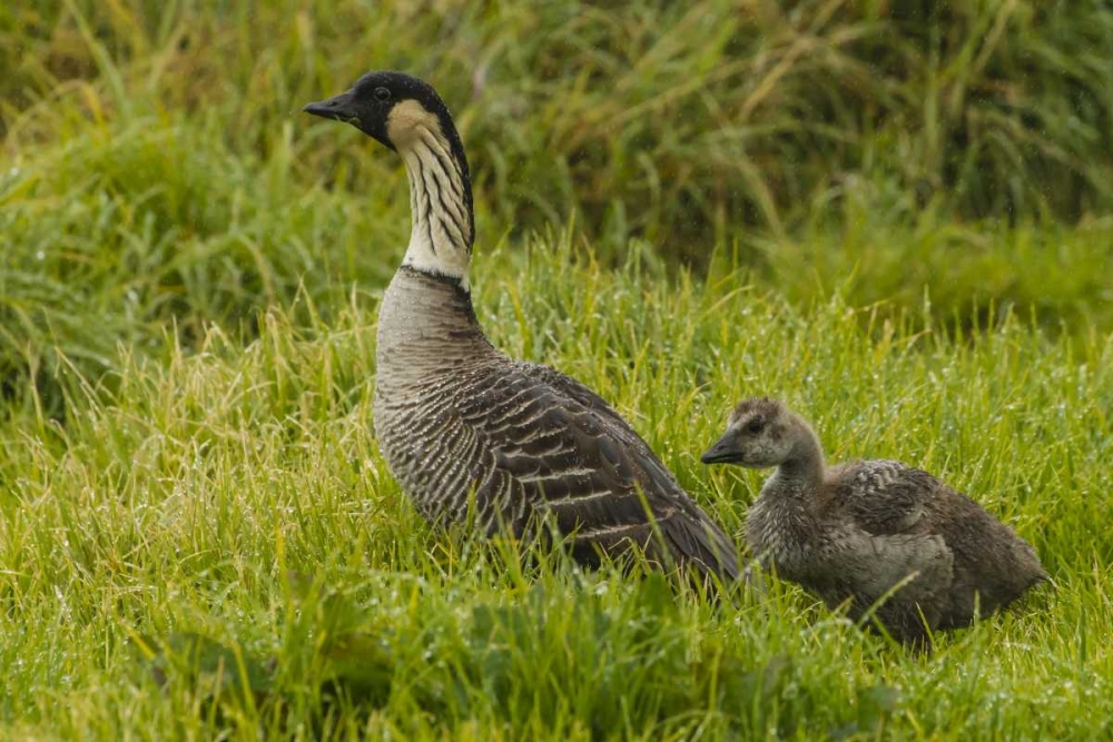 HI, Hakalau Forest NWR Nene bird with gosling art print by Cathy and Gordon Illg for $57.95 CAD