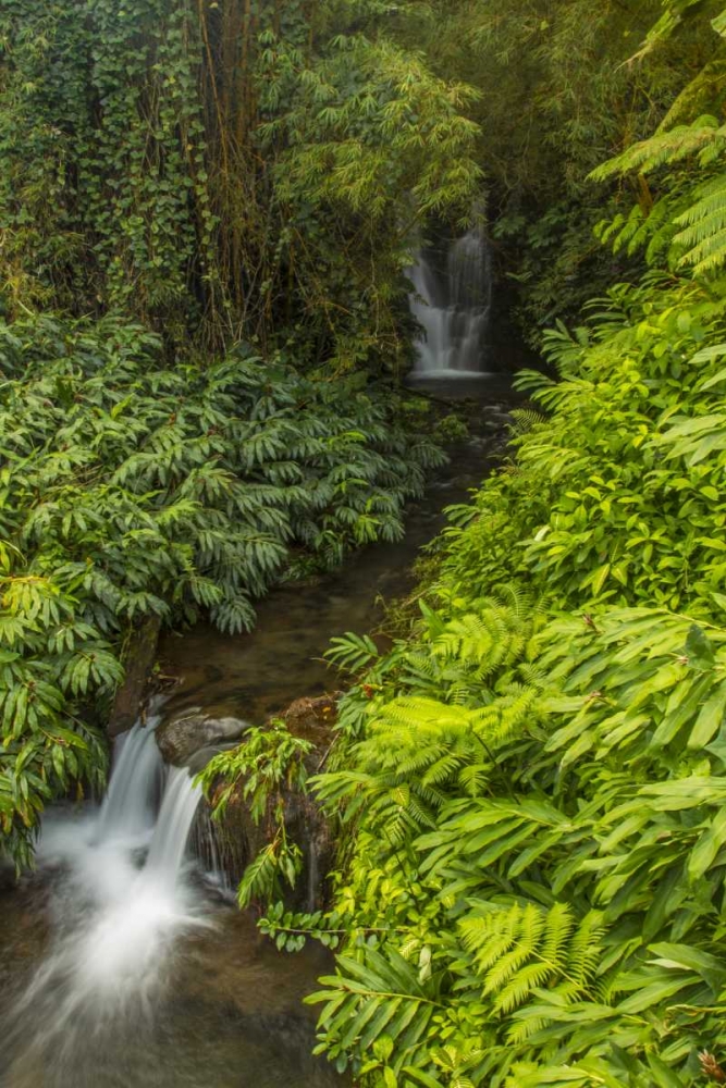 HI, Akaka Falls SP Cascades in small stream art print by Cathy and Gordon Illg for $57.95 CAD