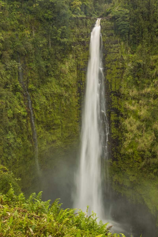 HI, Big Island, Akaka Falls SP, Akaka Falls art print by Cathy and Gordon Illg for $57.95 CAD
