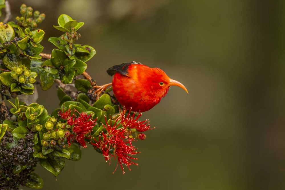 Hawaii, Hakalau Forest Iiwi bird on ohia tree art print by Cathy and Gordon Illg for $57.95 CAD
