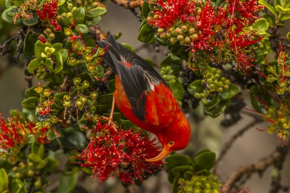 HI, Hakalau Forest NWR Iiwi bird feeding on ohia art print by Cathy and Gordon Illg for $57.95 CAD