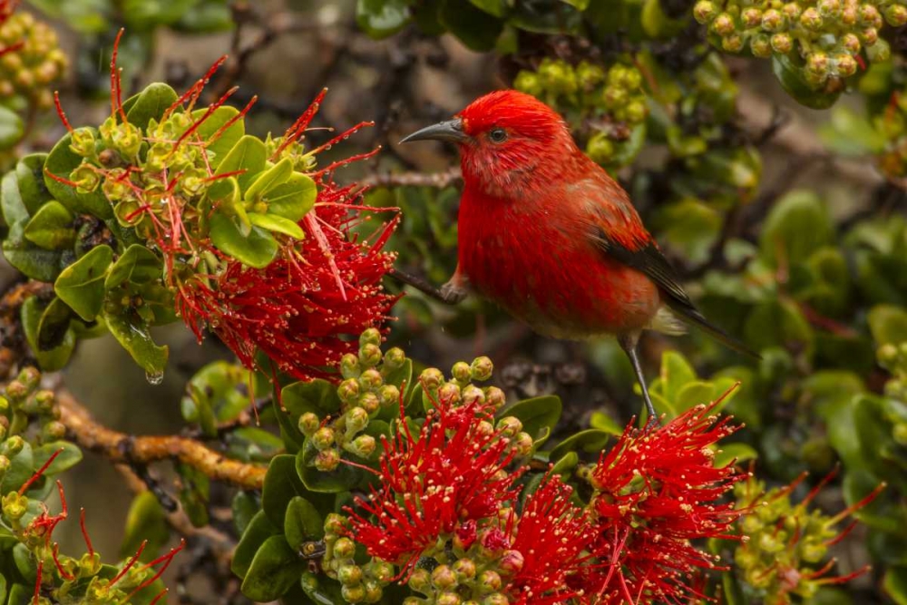 HI, Hakalau Forest NWR Apapane bird feeding art print by Cathy and Gordon Illg for $57.95 CAD