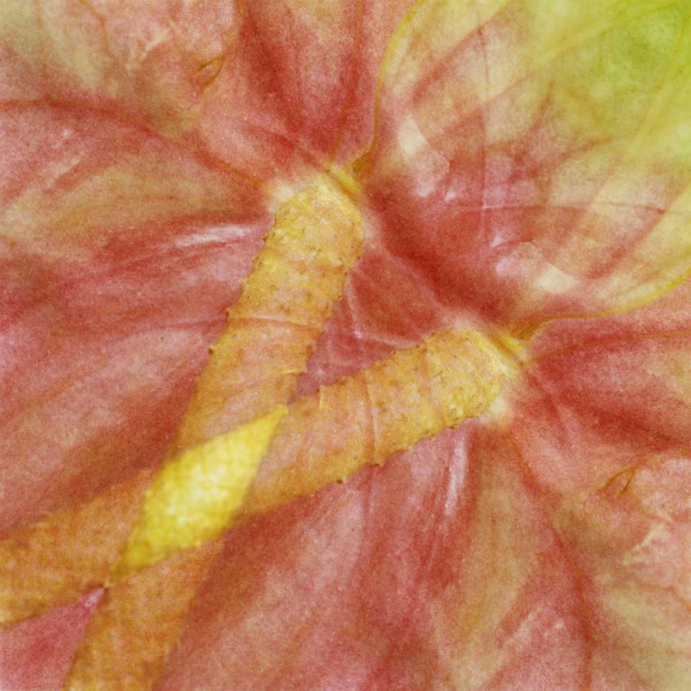 USA, Hawaii Anthurium flower montage art print by Marie Bush for $57.95 CAD