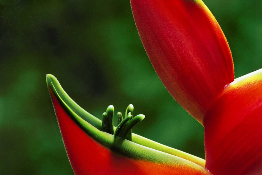 Hawaii, Hilo Heliconia flower close-up art print by Marie Bush for $57.95 CAD