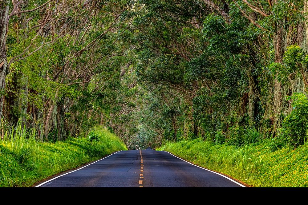 Tree tunnel of Eucalyptus trees line Maliuhi Road near Koloa in Kauai-Hawaii-USA art print by Chuck Haney for $57.95 CAD