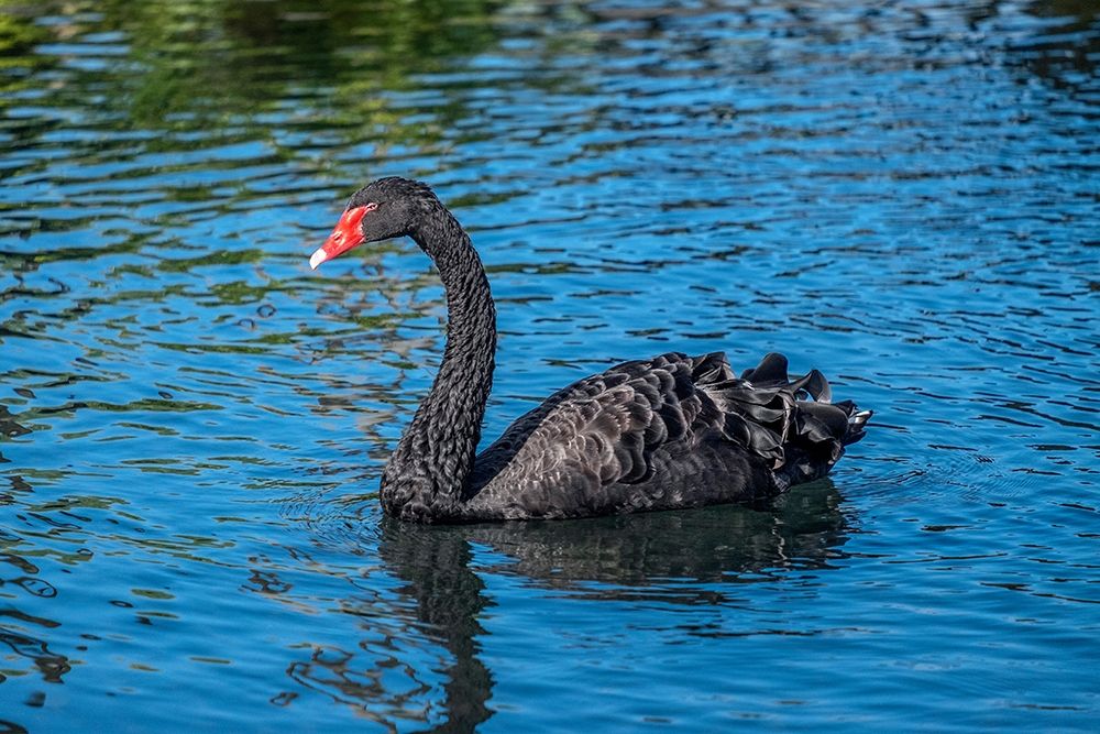 Black Swan art print by Jim Engelbrecht for $57.95 CAD