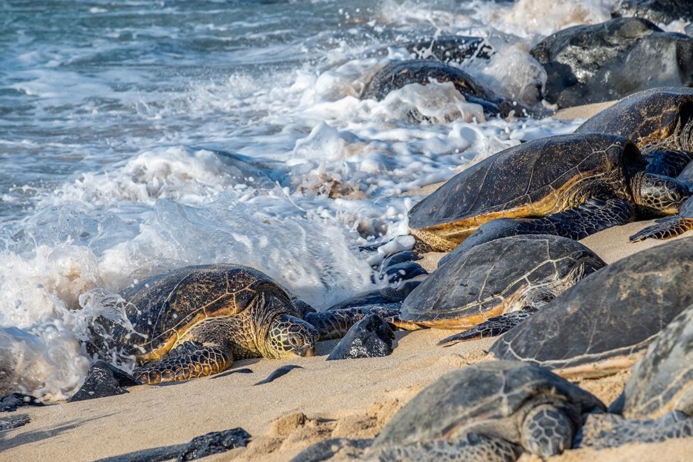Green Sea Turtles-Maui-Hawaii-USA art print by Jim Engelbrecht for $57.95 CAD