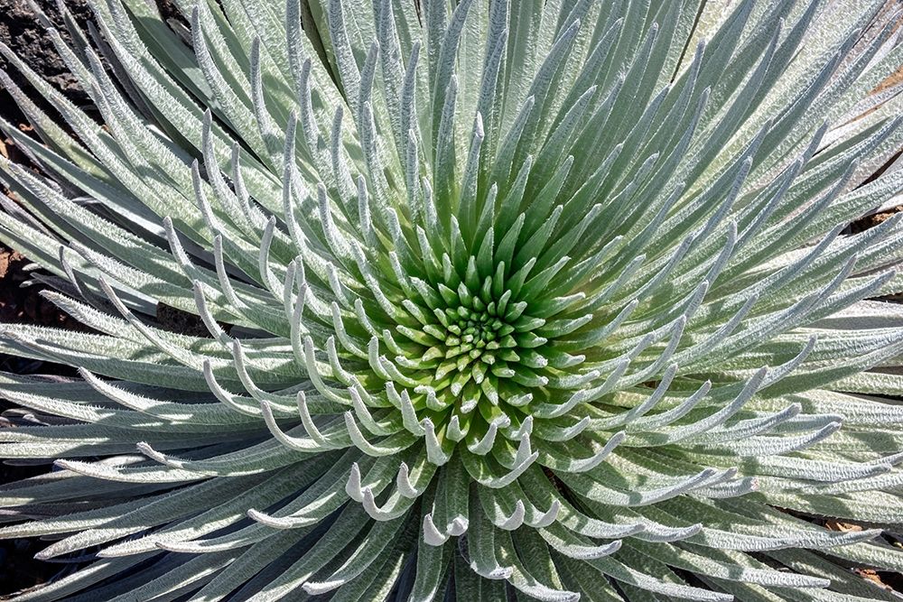 Haleakala silversword-Maui-Hawaii-USA art print by Jim Engelbrecht for $57.95 CAD