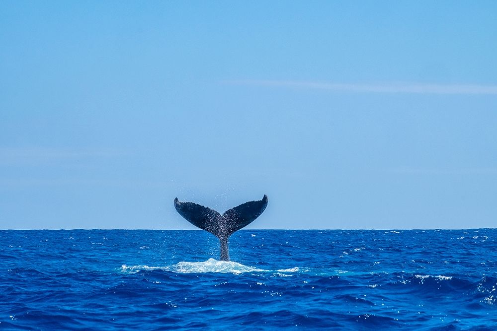 Humpback whale tail art print by Jim Engelbrecht for $57.95 CAD