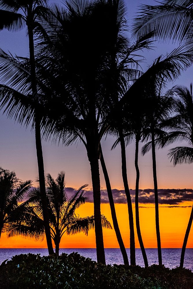 Tropical Sunset art print by Jim Engelbrecht for $57.95 CAD