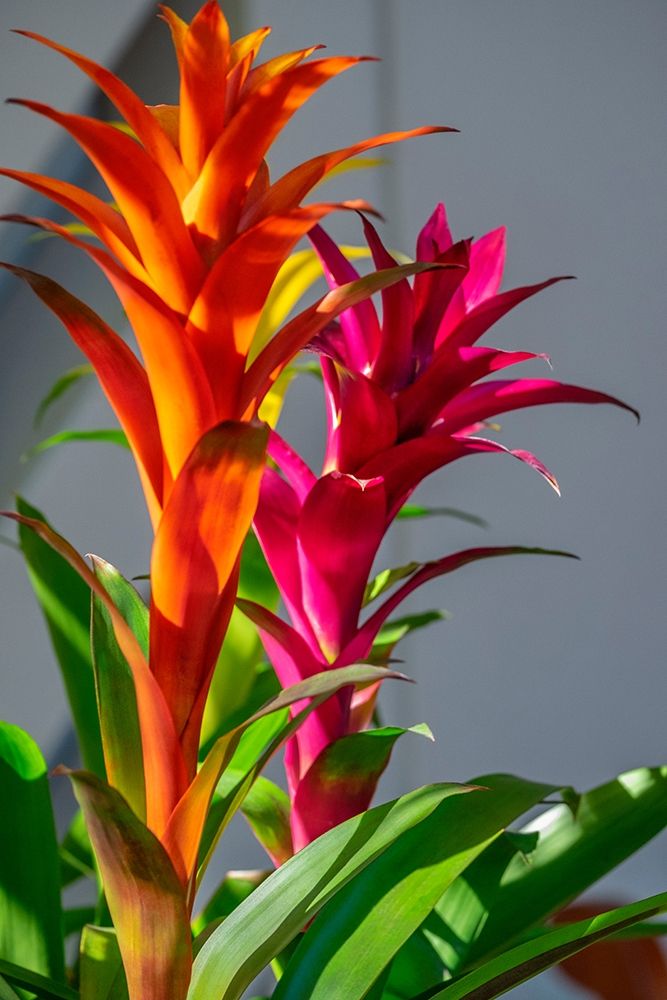 Bromeliad art print by Lisa S. Engelbrecht for $57.95 CAD