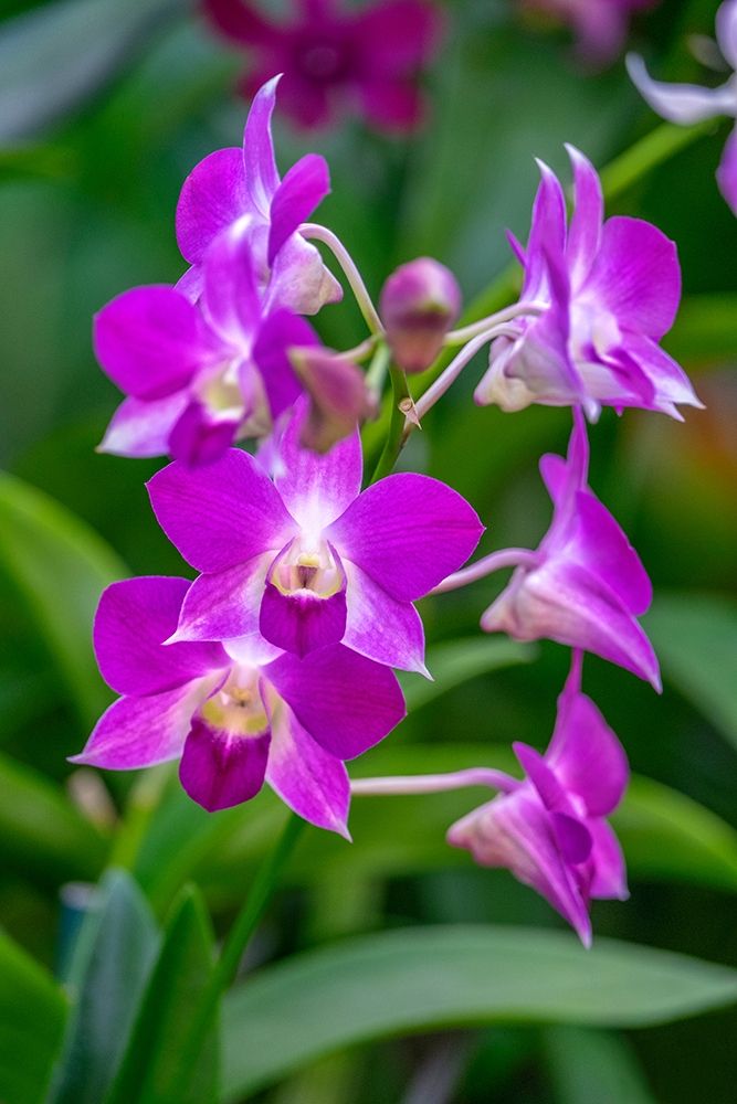Dendrobium Orchid art print by Lisa S. Engelbrecht for $57.95 CAD
