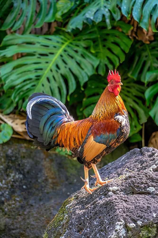 Feral rooster-Kauai-Hawaii-USA art print by Lisa S. Engelbrecht for $57.95 CAD