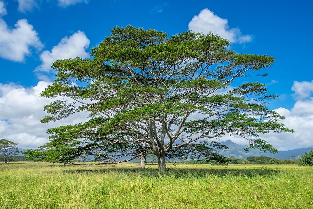 Monkeypod tree-Kauai-Hawaii-USA art print by Lisa S. Engelbrecht for $57.95 CAD