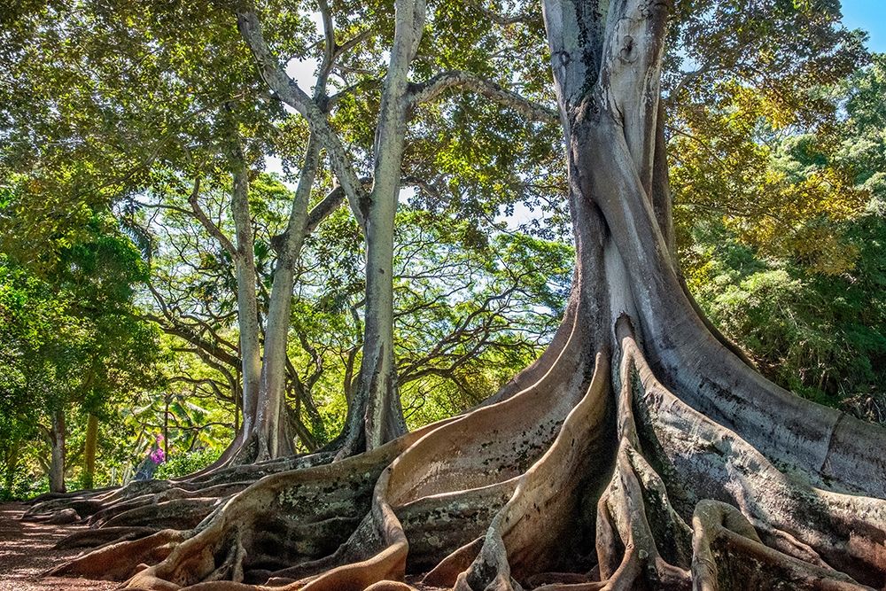 Moreton Bay Fig tree-Kauai-Hawaii-USA art print by Lisa S. Engelbrecht for $57.95 CAD
