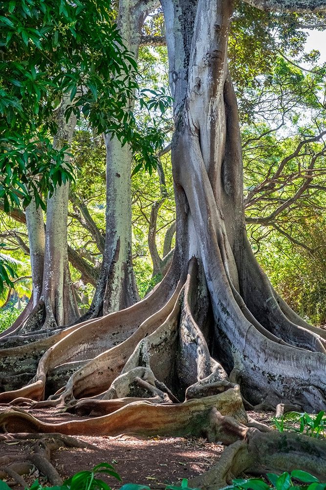 Moreton Bay Fig tree-Kauai-Hawaii-USA art print by Lisa S. Engelbrecht for $57.95 CAD