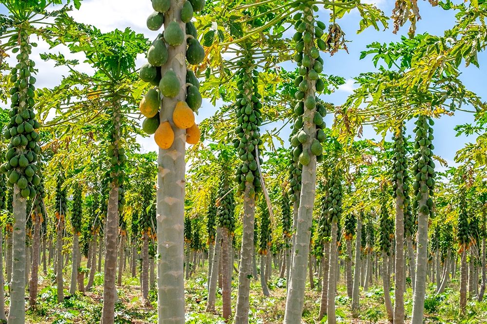 Papaya plantation-Kauai-Hawaii-USA art print by Lisa S. Engelbrecht for $57.95 CAD