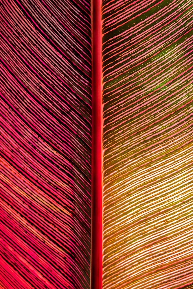 Tropical Vibes art print by Lisa S. Engelbrecht for $57.95 CAD