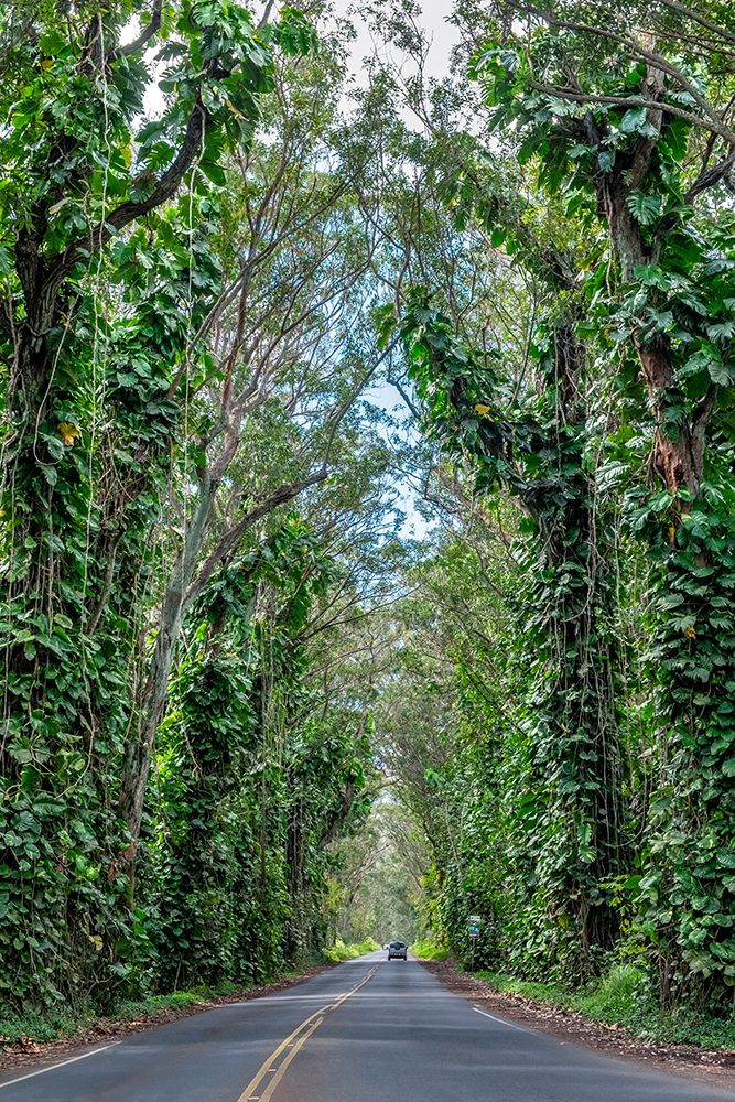 Tunnel of trees-Maluhia Road-Kauai-Hawaii-USA art print by Lisa S. Engelbrecht for $57.95 CAD
