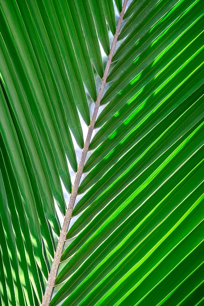 Palm frond art print by Lisa S. Engelbrecht for $57.95 CAD
