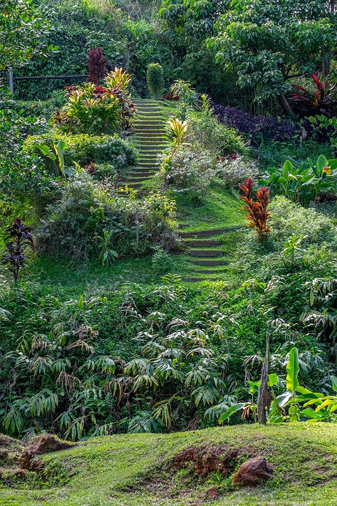 Princeville Botanical Garden-Princeville-Kauai-Hawaii art print by Lisa S. Engelbrecht for $57.95 CAD