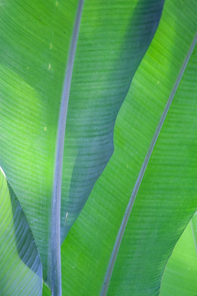 Hawaii-Kauai-Banana leaves art print by Sylvia Gulin for $57.95 CAD