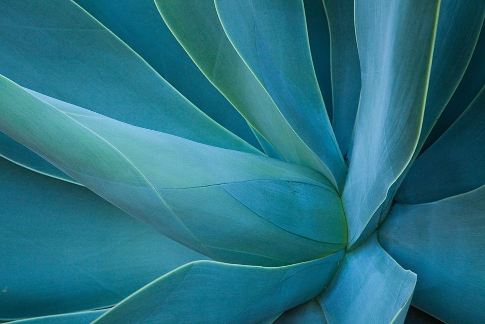 Hawaii-Maui-Kula-agave plant design art print by Sylvia Gulin for $57.95 CAD