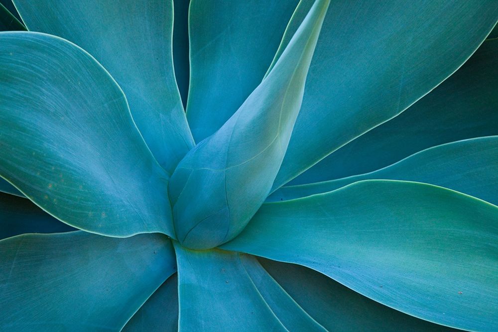 Hawaii-Maui-Kula-agave plant design art print by Sylvia Gulin for $57.95 CAD