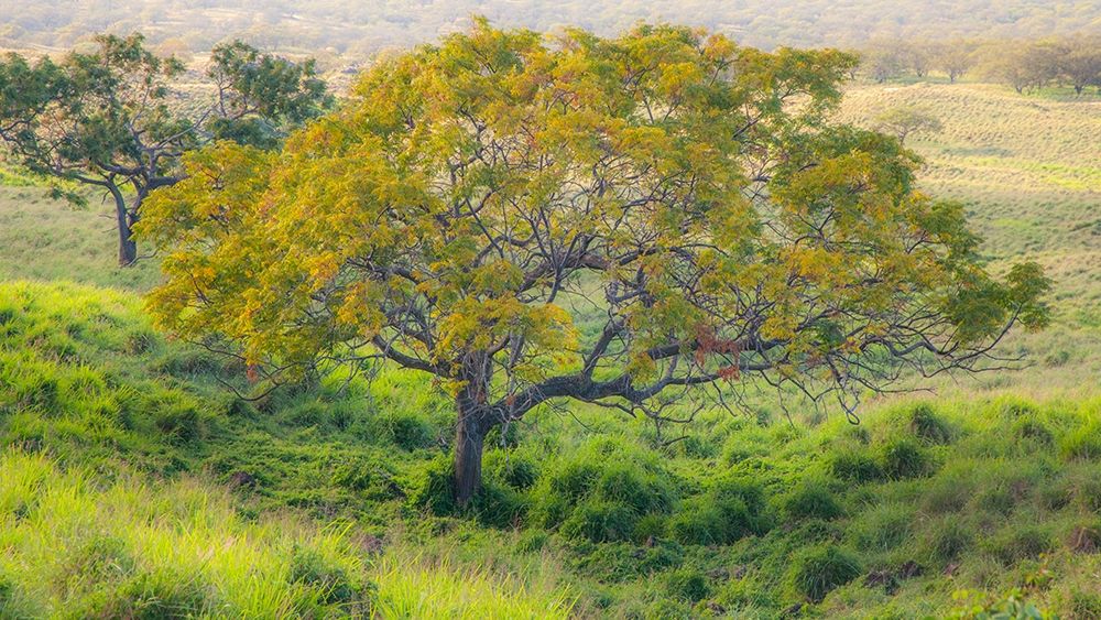 Hawaii-Maui-Kula upcountry lone tree art print by Sylvia Gulin for $57.95 CAD