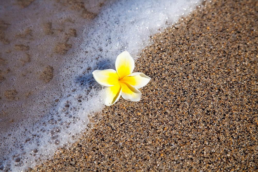 Hawaii-Maui-Kihei beach with fallen Plumeria bloom surfline art print by Sylvia Gulin for $57.95 CAD