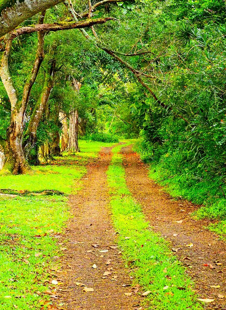 Hawaii-Kauai-gravel tree lined road art print by Sylvia Gulin for $57.95 CAD
