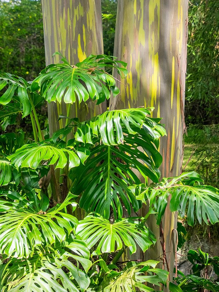 Hawaii-Maui-Up Country-Kula-Kula Botanical Gardens with Rainbow eucalyptus trees art print by Sylvia Gulin for $57.95 CAD