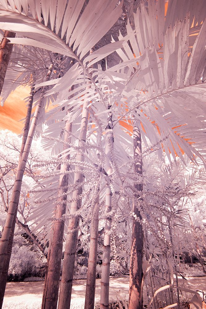 USA-Hawaii-Kauai-Infrared of palm trees of Kauai art print by Terry Eggers for $57.95 CAD