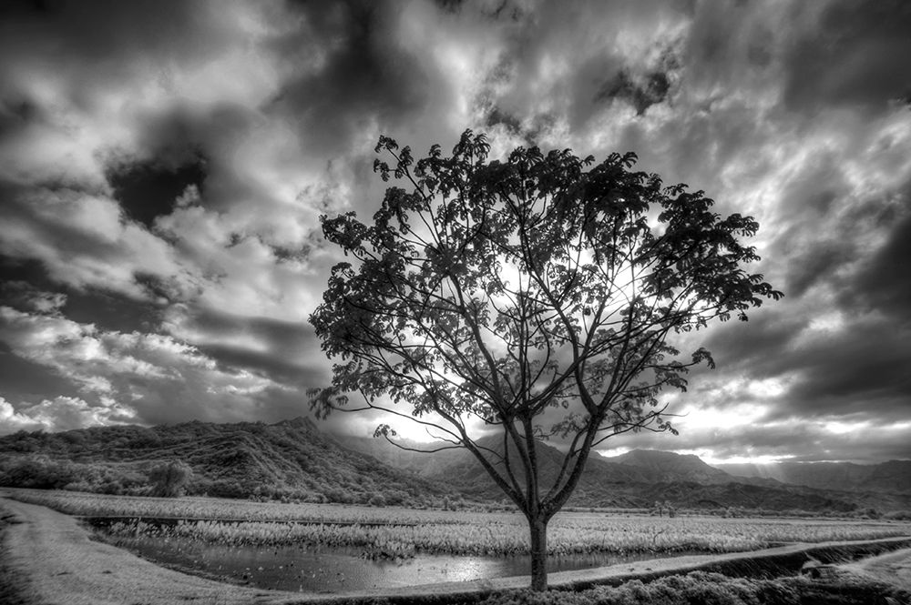 USA-Hawaii-Kauai-Infrared image of Lone tree in Taro fields art print by Terry Eggers for $57.95 CAD